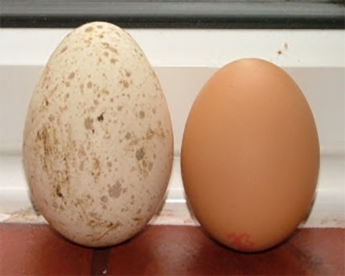 Turkey Egg